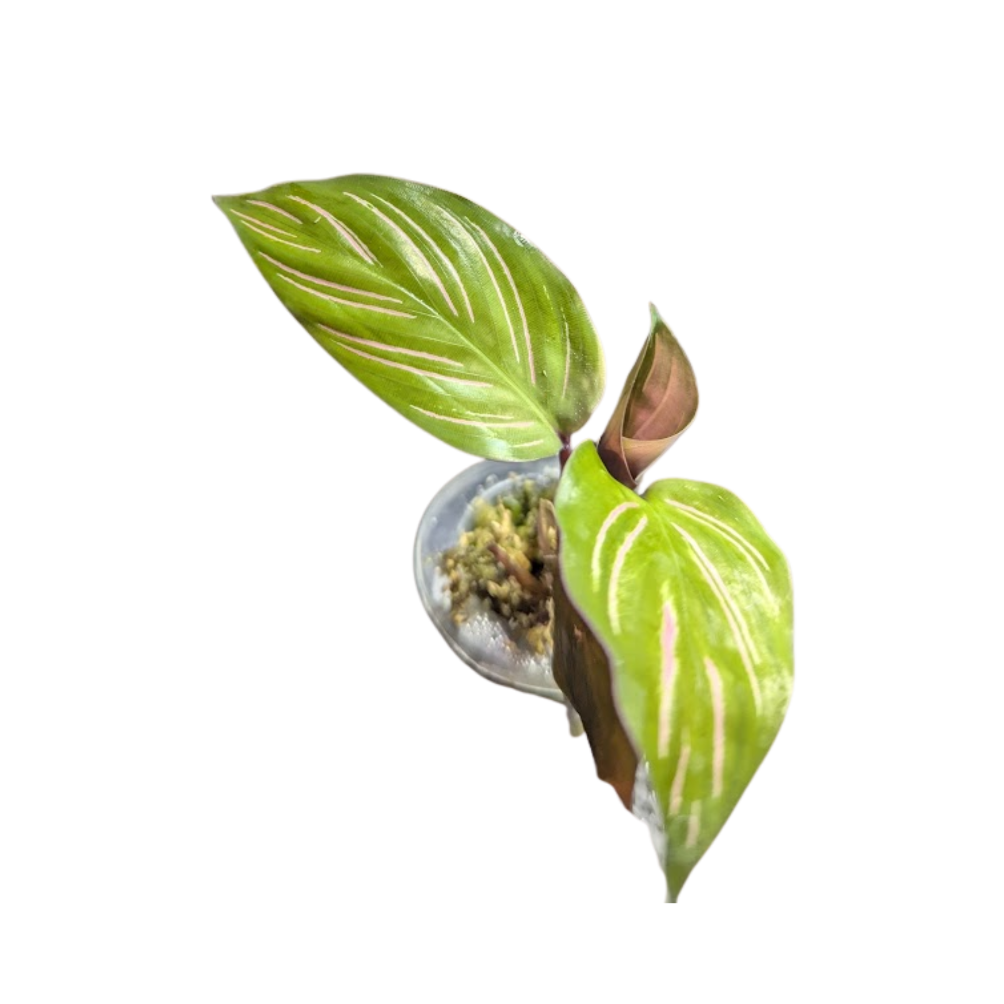 Baby Calathea ornata Beautiful star 2